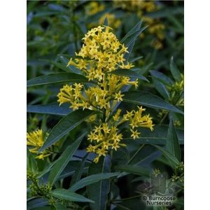 Serada Decor Plant Videolu Yoğun Kokulu Melisa Parfüm Çiçeği Bitkisi 1 Adet Saksılı/ Tüplü 40-60 cm (Cestrum Parqui)