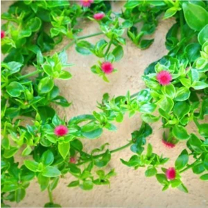 Serada Decor Plant Videolu Mezarlık Çiçeği Uzun Ömürlü 10 Adet Tüplü Çiçekli Bodur Bitkiler Columbine Flower