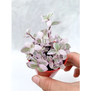 Serada Decor Plant Videolu Mini Pembe Telgraf Çiçeği 10-15 cm Saksılı Çiçekli Bodur Bitkiler (Tradescantia)