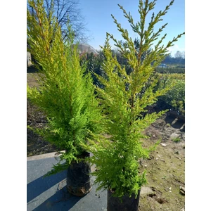Lala Ahmet Botanik 10 Adet Limon Çamı, (Limon Servi) 60-80 Cm. Siyah Poşette