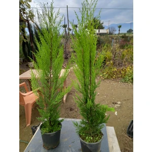 Lala Ahmet Botanik 8 Adet Limon Çamı, (Limon Servi) 80-100 Cm. Siyah Saksıda