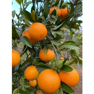 Anamur Meyvecim Portakal 1 kg Waşington