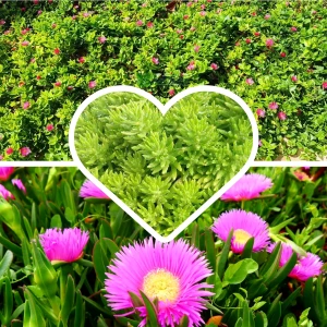 Doğa Garden 3 Saskıda 3 Çeşit Sarmaşık Çiçeği Yalı Koruğu + Kaz Ayağı + Buz Çiçeği