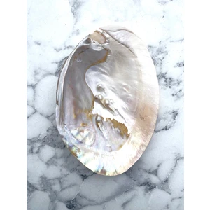 Kent Bahçesi Istiridye Tütsülük - Incili Deniz Kabuğu - Macabe - Abalone Shell