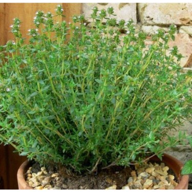 Serada Decor Plant Videolu Mis Kokulu Dağ Kekiği Çiçeği Fiyatı