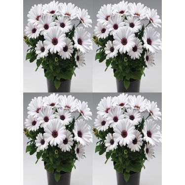 Serada Decor Plant Videolu Beyaz Bodrum Papatyası Çiçeği Fiyatı
