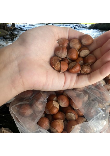 Kabuklu Fındık 1kg modelleri