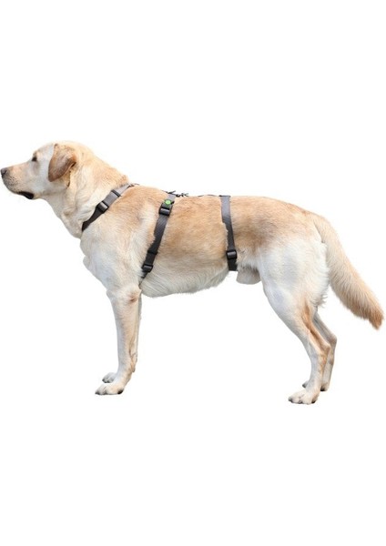 Köpek Sırt Tasması Kaçış Önleyici 64CM - 100CM fiyatları