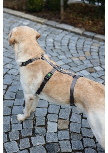 Köpek Sırt Tasması Kaçış Önleyici 64CM - 100CM fırsatları