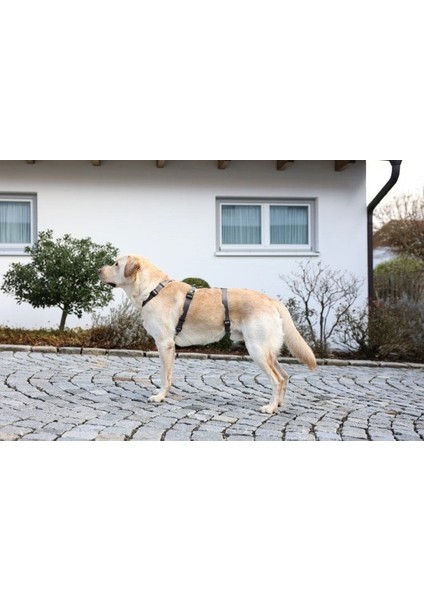 Köpek Sırt Tasması Kaçış Önleyici 64CM - 100CM indirimleri