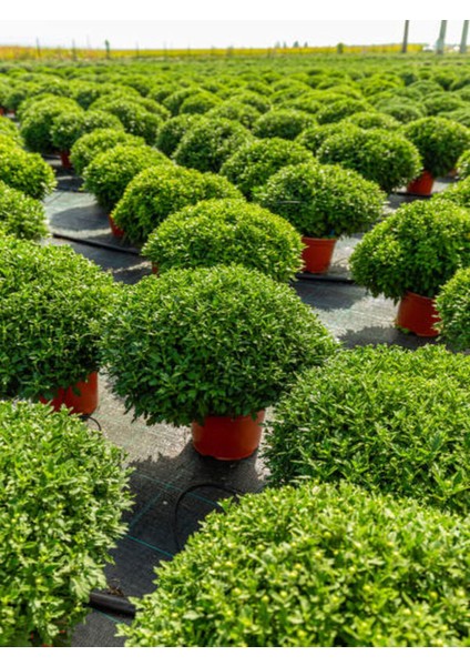 Videolu 1 Adet Çalı Şimşir Fidanı Saksılı 30-45CM (Bushy Yew Sapling)