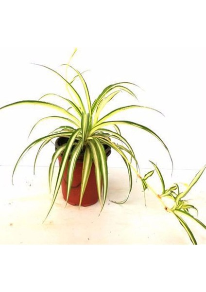 Videolu 1 Adet Kurdela Çiçeği Fidanı 40-60CM Saksılı (Ribbon Flower Seedling) modelleri