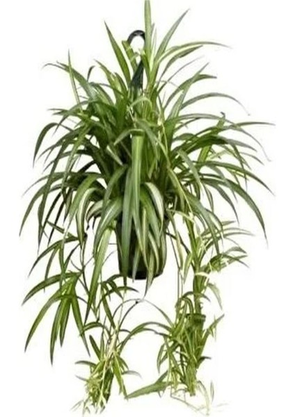 Videolu 1 Adet Kurdela Çiçeği Fidanı 40-60CM Saksılı (Ribbon Flower Seedling) fırsatları