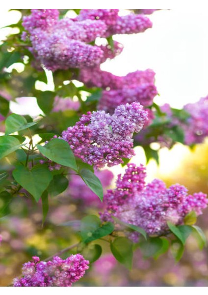 Videolu Leylak Fidanı 4 Adet 60-80 cm Saksılı/tüplü Çiçekli Bodur Bitkiler Lilac modelleri