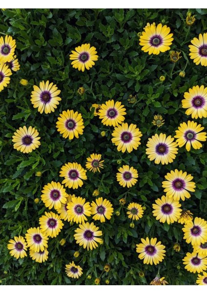 Videolu Sarı Bodrum Papatyası Çiçeği Fidanı 1 Adet Saksılı 20-40 cm (Dimorphotheca Ecklonis)