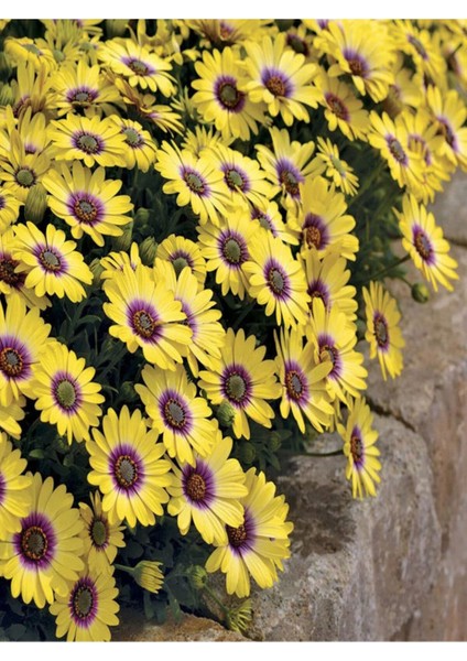 Videolu Sarı Bodrum Papatyası Çiçeği Fidanı 1 Adet Saksılı 20-40 cm (Dimorphotheca Ecklonis)