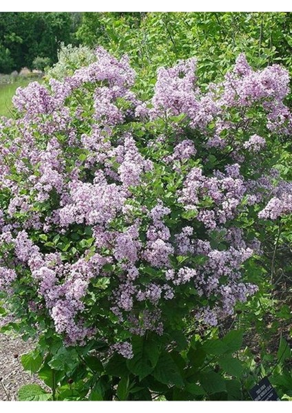 Videolu Muhteşem Kokulu 1 Adet Leylak Ağacı Fidanı 70-115CM Saksılıtüplü (Leilac Tree Sapling)