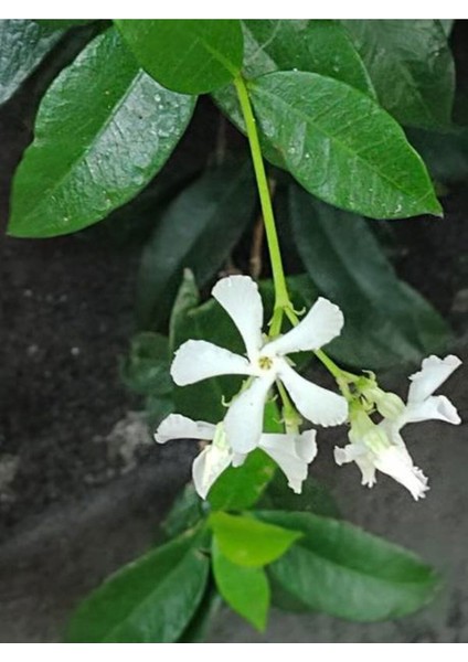 Videolu Arap Yasemin 40-60 cm Saksılı/tüplü Dış Mekan Sarmaşık Bitkileri Arabian Jasmine fiyatları