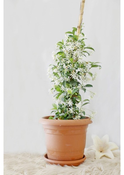 Videolu Arap Yasemin 40-60 cm Saksılı/tüplü Dış Mekan Sarmaşık Bitkileri Arabian Jasmine modelleri