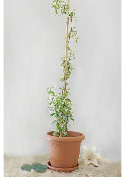 Videolu Arap Yasemin 40-60 cm Saksılı/tüplü Dış Mekan Sarmaşık Bitkileri Arabian Jasmine