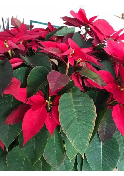 Videolu Kırmızı Renk Atatürk Çiçeği 1 Adet Saksılı 40-70CM Ofis Çiçeği (Poinsettia) fiyatları