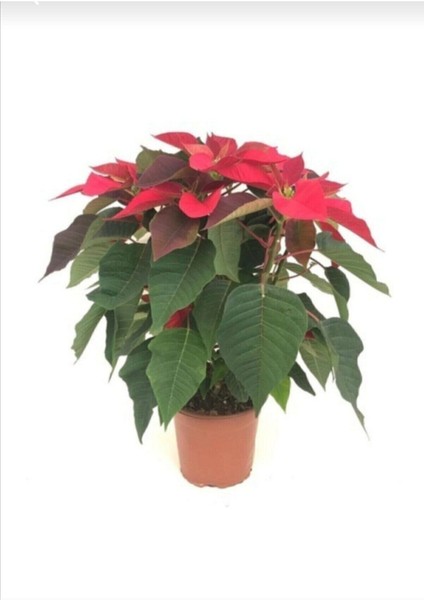 Videolu Kırmızı Renk Atatürk Çiçeği 1 Adet Saksılı 40-70CM Ofis Çiçeği (Poinsettia) modelleri