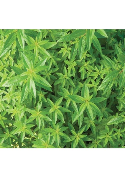 Videolu Limon Melisa Fidanı 40-60 cm Saksılı Çiçekli Bodur Bitkiler Lemon Balm fiyatları