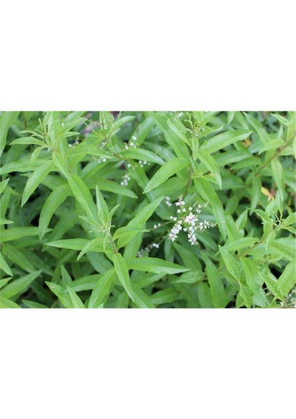 Videolu Limon Melisa Fidanı 40-60 cm Saksılı Çiçekli Bodur Bitkiler Lemon Balm fırsatları