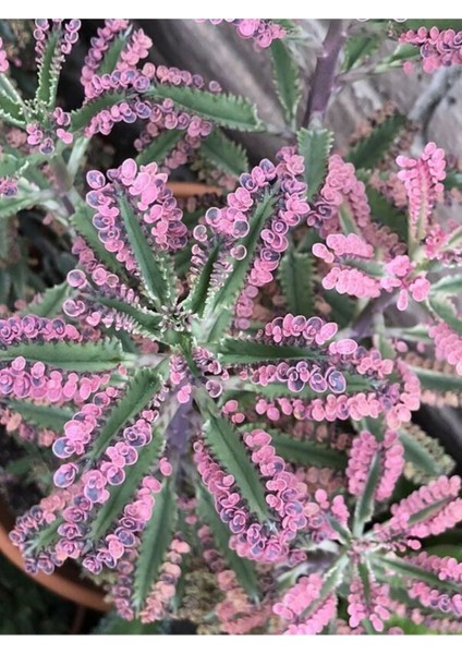 Serada Decor Plant Videolu Pembe Aşkın Gözyaşı 1 Adet Saksılı 10-15CM Kaktüs ve Sukulent (Kalanchoe Daigremontiana)