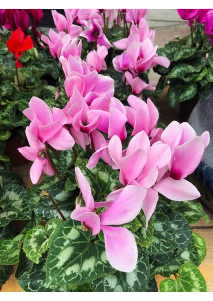 Videolu Pembe Sıklamen Çiçeği Fidanı 30-45 cm Saksılı Çiçekli Bodur Bitkiler Pink Cyclamen