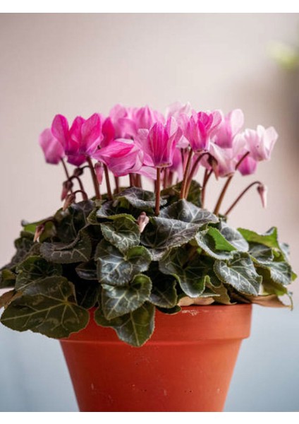 Videolu Pembe Sıklamen Çiçeği Fidanı 30-45 cm Saksılı Çiçekli Bodur Bitkiler Pink Cyclamen