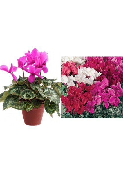 Videolu Pembe Sıklamen Çiçeği Fidanı 30-45 cm Saksılı Çiçekli Bodur Bitkiler Pink Cyclamen