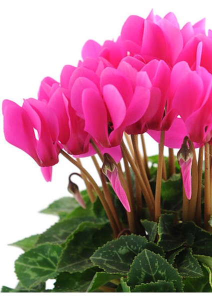 Videolu Pembe Renk Sıklamen Çiçeği 1 Adet Saksılı 20-30 cm Salon Bitkisi (Cyclamen)