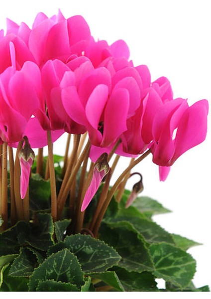 Videolu Pembe Renk Sıklamen Çiçeği 1 Adet Saksılı 20-30 cm Salon Bitkisi (Cyclamen) fiyatları