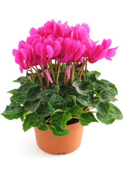 Videolu Pembe Renk Sıklamen Çiçeği 1 Adet Saksılı 20-30 cm Salon Bitkisi (Cyclamen) modelleri