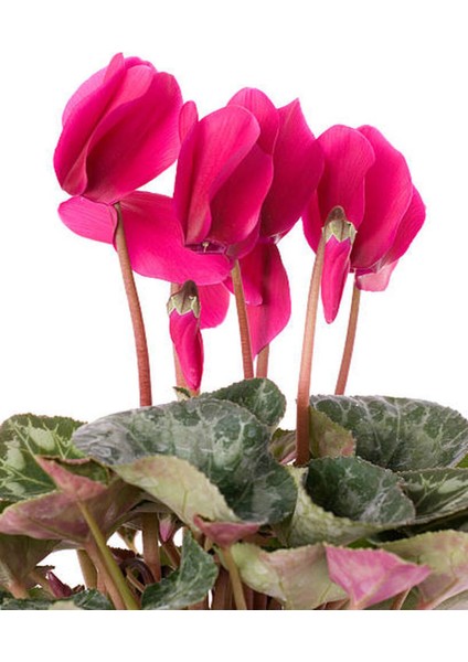 Videolu Pembe Renk Sıklamen Çiçeği 1 Adet Saksılı 20-30 cm Salon Bitkisi (Cyclamen) fırsatları