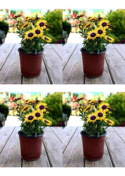 Videolu Sarı Bodrum Papatyası Çiçeği Fidanı 4 Adet Saksılı 20-40 cm (Yellow Bodrum Daisy)