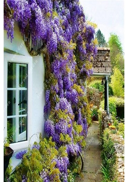Videolu Mor Salkım 45-60 cm Saksılı/tüplü Dış Mekan Bodur Bitkiler Wisteria fiyatları