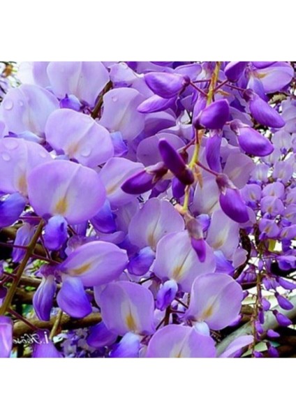 Videolu Mor Salkım 45-60 cm Saksılı/tüplü Dış Mekan Bodur Bitkiler Wisteria modelleri