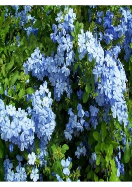 Plant Mavi Yasemin Sarmaşık Çiçeği Kurşunkök Bitkisi 50 cm