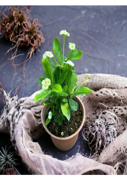 Videolu Sarı Çiçekli Milli Dikenler Tacı Mini Saksıda 1 Adet 5-10 cm Iç/dış Mekan Bitki (Euphorbia)