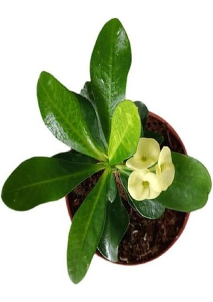 Videolu Sarı Çiçekli Milli Dikenler Tacı Mini Saksıda 1 Adet 5-10 cm Iç/dış Mekan Bitki (Euphorbia)