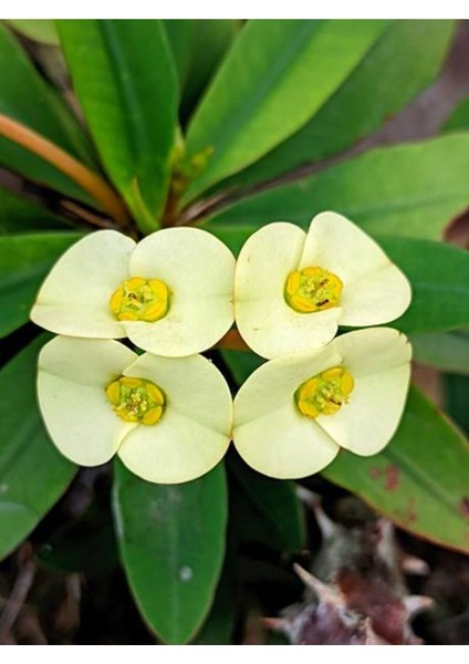 Videolu Sarı Çiçekli Milli Dikenler Tacı Mini Saksıda 1 Adet 5-10 cm Iç/dış Mekan Bitki (Euphorbia)