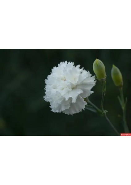 Videolu Kokulu Beyaz Karanfil Çiçeği Fidanı 35-50CM Saksılı Çiçekli Bodur Bitkiler White Carnation fiyatları