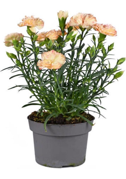 Videolu Kokulu Beyaz Karanfil Çiçeği Fidanı 35-50CM Saksılı Çiçekli Bodur Bitkiler White Carnation fırsatları