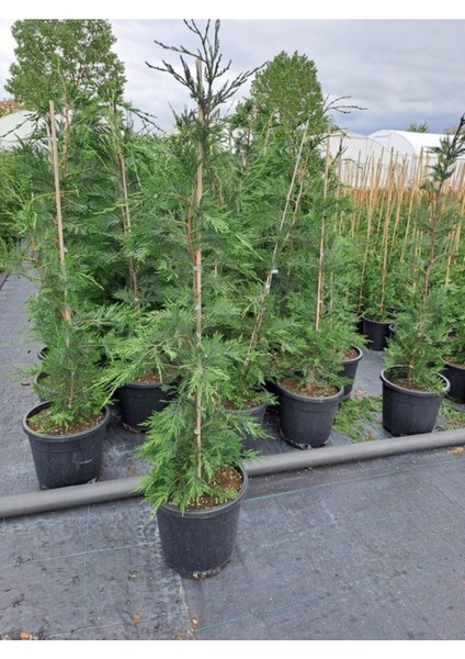 Videolu Özel Tür 1 Adet Leylandi Fidanı 30-60 cm Saksılıtüplü (Leyland Sapling) modelleri