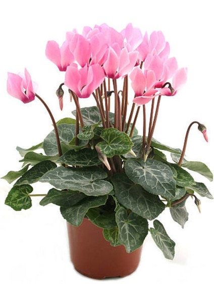 Videolu Pembe Renkli 1 Adet Canlı Sıklamen Çiçeği 25-50CM Saksılı (Cyclamen Flower)
