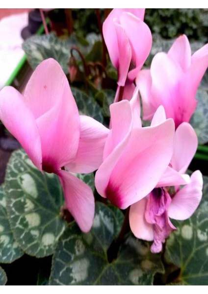 Videolu Pembe Renkli 1 Adet Canlı Sıklamen Çiçeği 25-50CM Saksılı (Cyclamen Flower) fiyatları