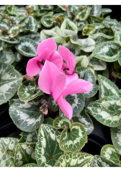 Videolu Pembe Renkli 1 Adet Canlı Sıklamen Çiçeği 25-50CM Saksılı (Cyclamen Flower) modelleri