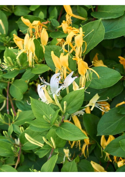 Videolu Sarı Beyaz Hanımeli Çiçeği 1 Adet Saksılı/tüplü 90-120 cm Bahçe Bitkisi(Lonicera Japonica)